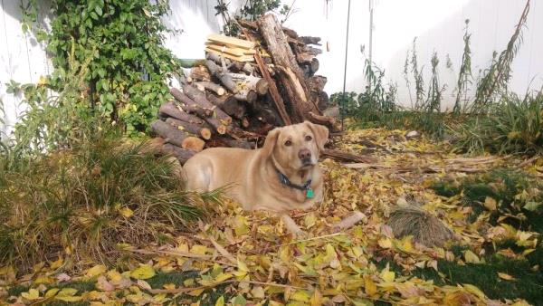 /Images/uploads/Humane Society of Utah/HSUCalendar/entries/1067thumb.jpg
